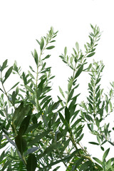 rameaux d’olivier sur fond blanc 