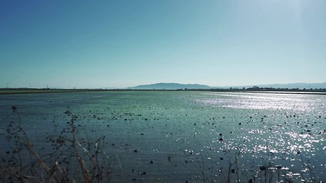 Landscape of a rice field covered with water