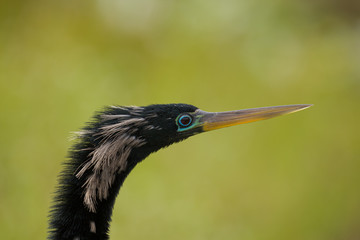 close up of face of an Ahinga bird 