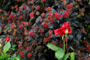 red rose in garden