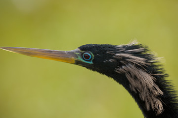 close up of face of an Ahinga bird 