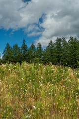 Wild Flowers In Bloom At Mima Mounds