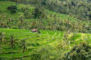 Bali Reisterassen