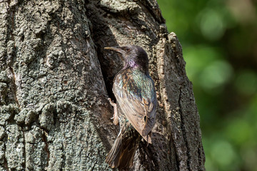 The Common Starling, Sturnus vulgaris is flying with some insect to feed its chick, young bird is opening the beak to be feeded, pretty golden light, green background