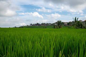 Bali Reisfeld