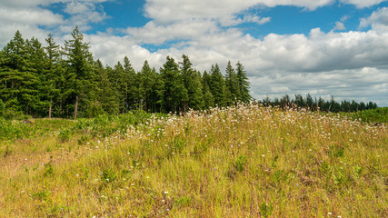 Wild Flowers In Bloom At Mima Mounds