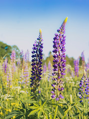 Obraz premium field of purple lupines