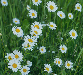 Fototapeta premium field of daisies