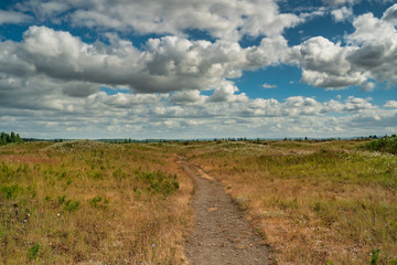 Wild Flowers In Bloom At Mima Mounds