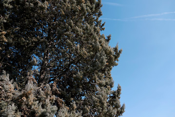 Cupressus arizonica
