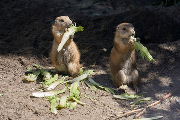 two meerkats eating lettuce and watching their surroundings                               