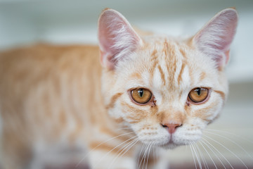 Orange getigerte Katze BKH