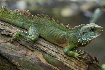 Beautiful green lizzard crawling on log with his head lifted up               