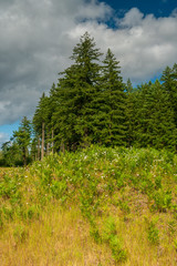Obraz premium Wild Flowers In Bloom At Mima Mounds