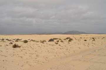 Fototapeta na wymiar Beautiful Virgin Sand Desert In The Dunes In Corralejo. July 8, 2013. Corralejo Fuerteventura Canary Islands. Nature Vacation
