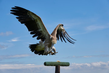 Griffon vulture speeding focused towards dead prey with spread wings                       
