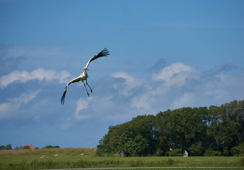 Stork bird landing in strong cross wind         