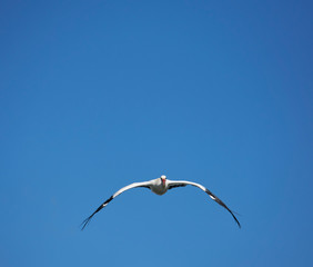 Frontal image of a flying stork on blue sky background                      