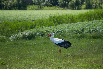 A black and white stork bird standing in green field on the dutch island of Texel        