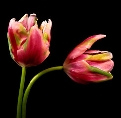 A studio close up arrangement of colourful Parrot Tulips