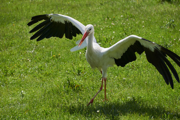 Stork bird spreading its wings in grass field meadow       