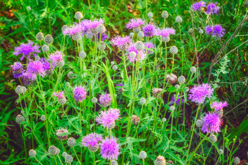 Floral blue-violet background. Pink thorny thistle flower.