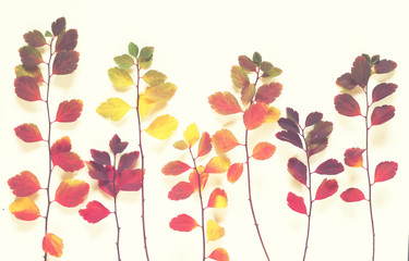 Background of colorful autumn leaves on white