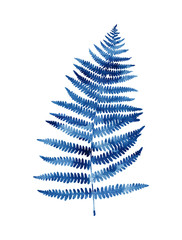 Watercolour fern isolated on white background. Dark blue colour.