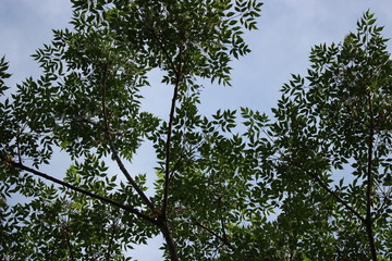 Fototapeta premium tree on blue sky