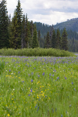 Mountain meadow with field of purple flowers. Camas bloom. Packers Meadow, Lolo Pass, Idaho. 