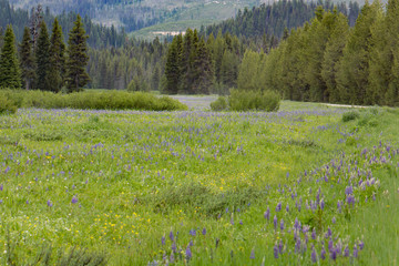 Meadow of purple wildflowers with pine forest in the background. Blue camas. Lolo Pass, Idaho.