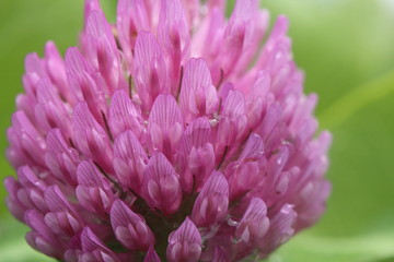 Closeup of the pink and purple flower of a red clover plant.