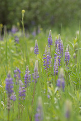 Lupines. Wildflowers at Lolo Pass, Idaho in the Bitterroot range of the Rocky Mountains.