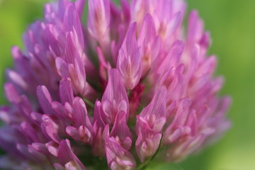 Closeup of the pink and purple flower of a red clover plant.