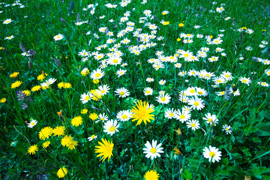 MargaritenBilder StockFotos & Videos. Adobe Stock