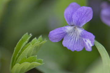 Violet and leaf. Macro closeup isolated. Wildflower at Lolo Pass, Idaho in the Bitterroot range of the Rocky Mountains.