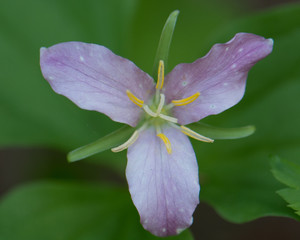 Trillium. Pink. Green background. Macro closeup isolated. Wildflower at Lolo Pass, Idaho in the Bitterroot range of the Rocky Mountains.