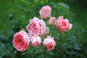 Rosa Rose