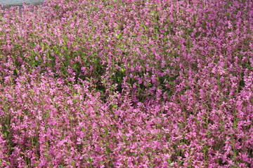 Fototapeta premium field of flowers