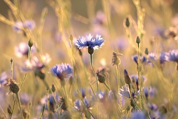Cornflower in the field at dusk