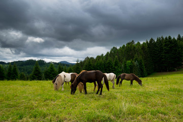 Naklejka na ściany i meble Pferde im Schwarzwald bei Nordrach
