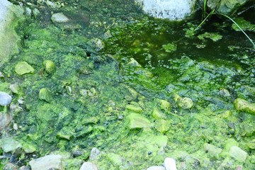 Algae growth in a stagnant pond