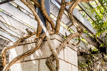 Intricate and amazing climbing vine on the wall outside