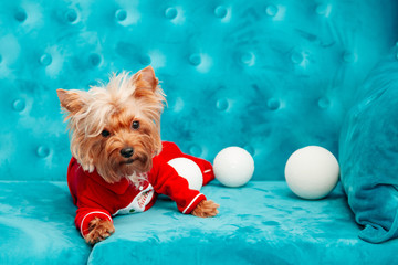 photo doggy couch tiffany blue turquoise color dog pet new year christmas red terrier sofa toy