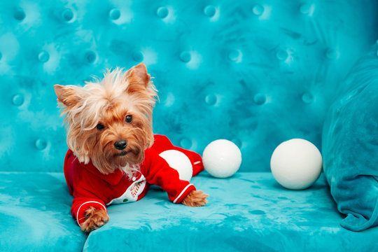 photo doggy couch tiffany blue turquoise color dog pet new year christmas red terrier sofa toy