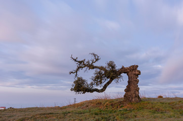 Alcornoque roto - Haza de Lino (Granada)