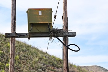 An eagles nest on a telephone pole. Wildlife adapting to urban areas concept image. 