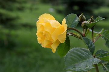 yellow rose in the garden
