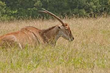 Oryx gazella inside the savannah