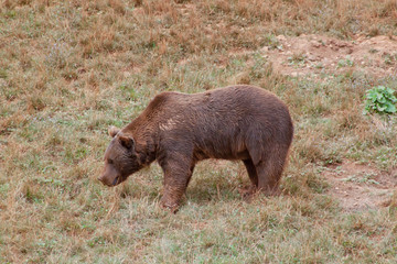 brown bear in the natural park of Cabarceno, Spain